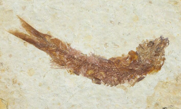 Knightia Fossil Fish - Wyoming #67369